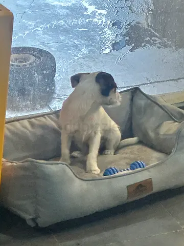 Pet For Adoption
