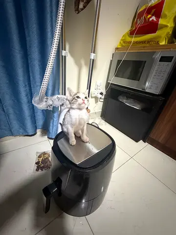 Trained kittens 2 months old for free adoption .