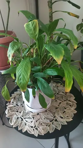 INDOOR PLANT FOR SALE