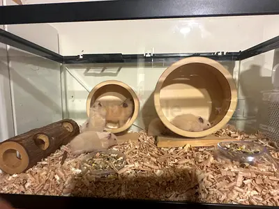 rehoming hamsters