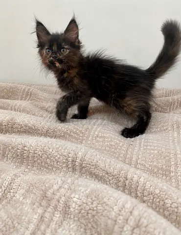 MAINE $%! FEMALE KITTEN