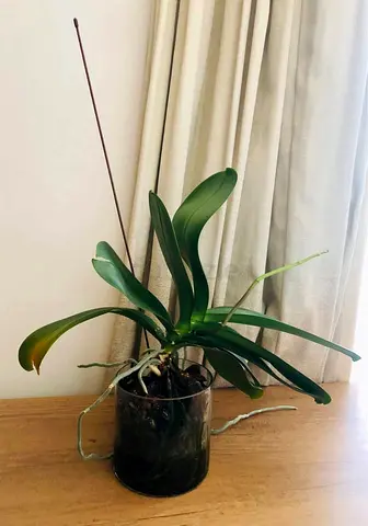 Large White Orchid