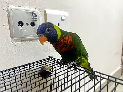 Beautiful Rainbow Lorikeet for Adoption