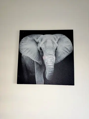 Black  White Elephant Canvas Wall Art - 60cm x 60cm