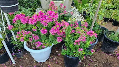 Bougainvillea plants in pots - healthy flowering shrubs