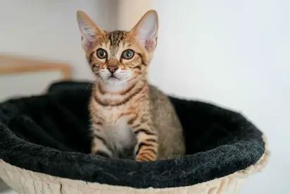 Beautiful Rescue Kittens (Adam  Eve) Need Loving Home | Vaccinated💙