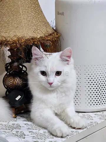 Pets
