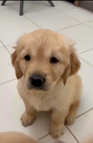 Golden retriever