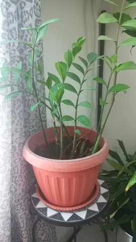 HOUSE INDOOR PLANT FOR SALE