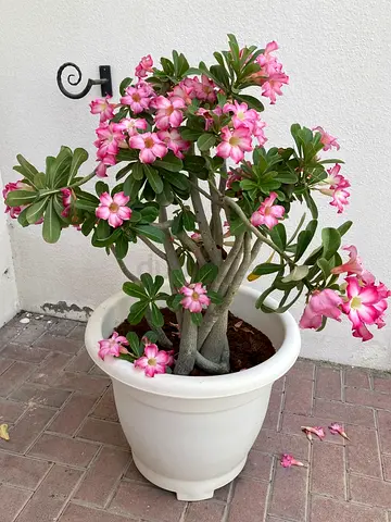 Pink flowering Adenium (Desert Rose) in large white pot — healthy potted plant