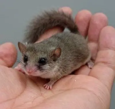 Little micro squirrel looking for a new home — healthy and tame