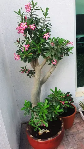 Adenium (Desert Rose) in Large Pot - Healthy Pink Blooms