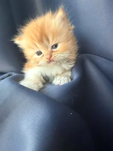 Persian male kitten