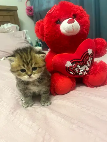 Beautiful kittens DM me for more details