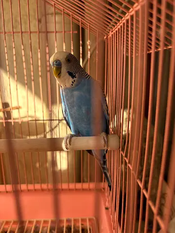 Blue Budgie / Parakeet - Healthy Young Bird with Cage