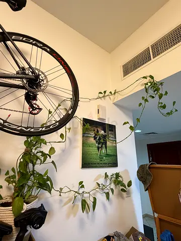 Indoor plant