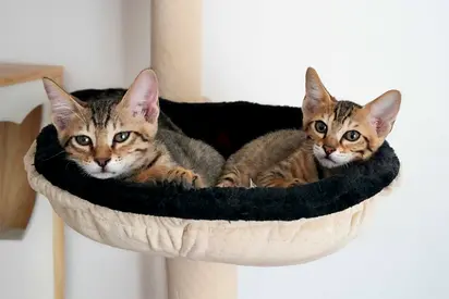 Beautiful Rescue Kittens (Adam  Eve) Need Loving Home | Vaccinated💙