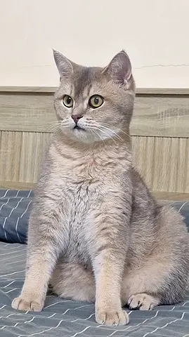Scottish short hair Cat looking new home