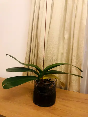 Large White Orchid