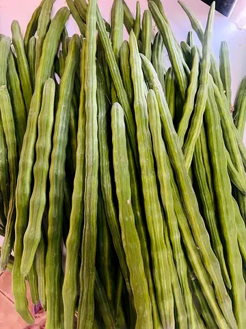 Organic Fresh Green Drumsticks Moringa for Wholesale