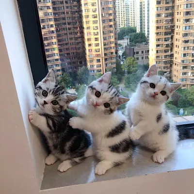 Adorable purebred kittens