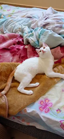 Pets
