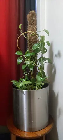 Pothos plant in stainless steel pot with moss pole