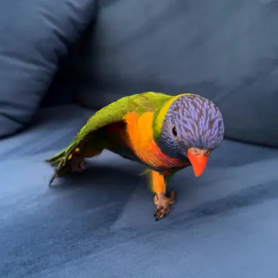 Friendly Rainbow Lorikeet - Hand Tame, Healthy