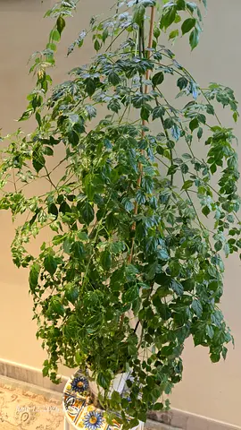 China Doll Plant - Radermachera Sinica-in Decorative Self-Watering Pot