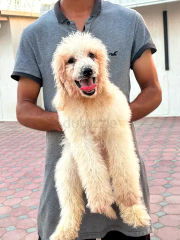 المدفق