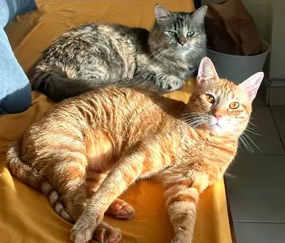 2 adorable  playful cats for free adoption