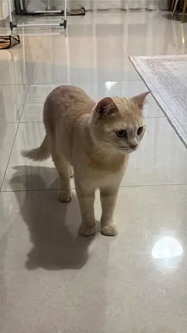 Cute cat for adoption