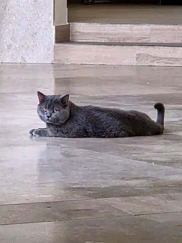 Grey British Shorthair - Friendly Adult Cat available for Rehoming