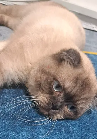 Scottish Fold Cat for free Adoption