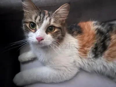 Calico cat available for adoption — friendly and healthy + a white cat together