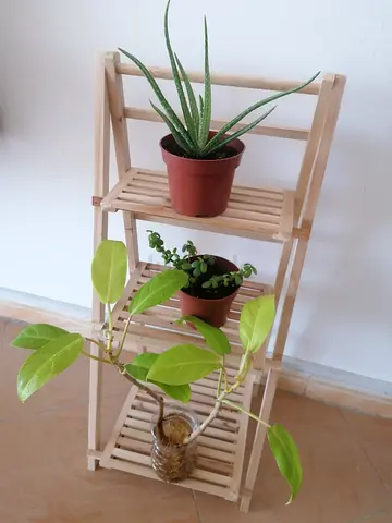 3 indoor plants for 20 dhs