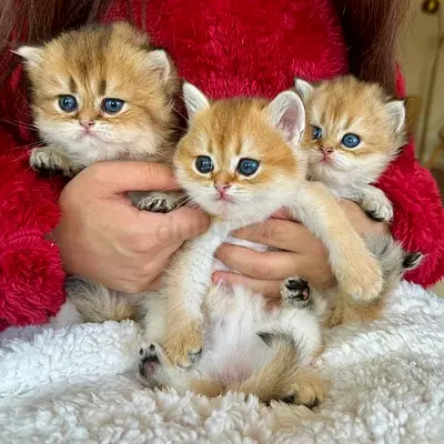 Sweet kittens