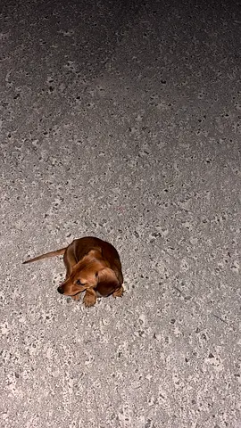 dachshund ready for adoption