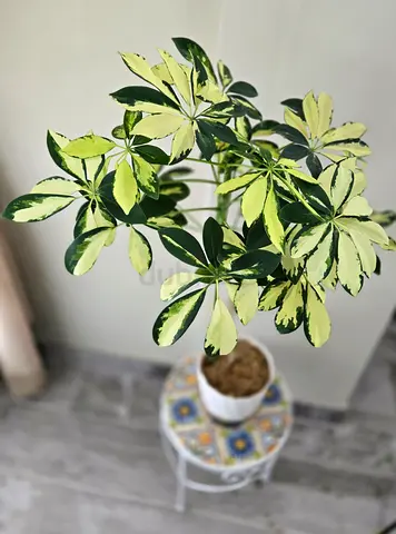 Variegated Schefflera Arboricola (Indoor Potted Plant)