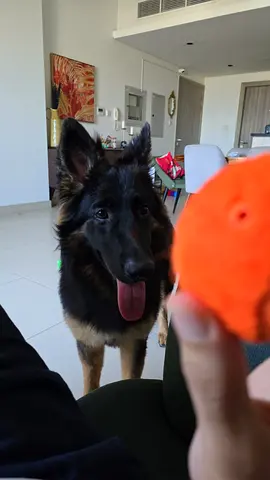 German Shepherd Girl - Trained Puppy