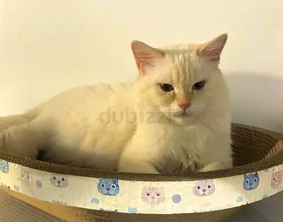 Himalayan female cat for adoption