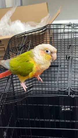 Green Cheek Conure Pineapple Mutation for Adoption