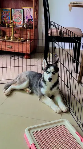 Dog -Siberian Husky