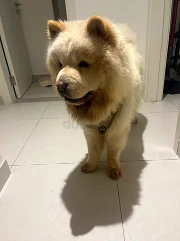 Chow chow - 1 year for adoption