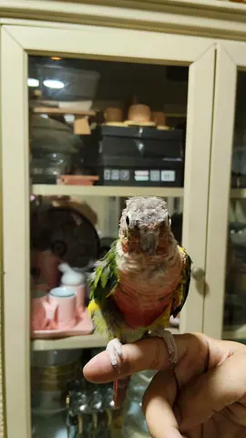 green cheek conure lost in Sharjah AlQulayaa