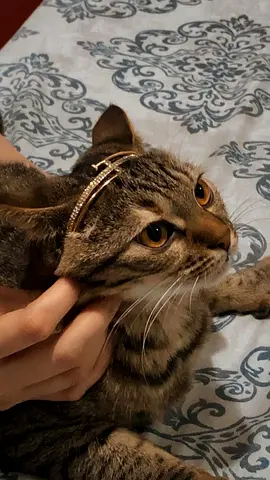 Tabby Cat - Pet Ready for Adoption