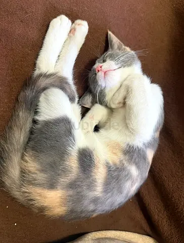 Pet for free adoption