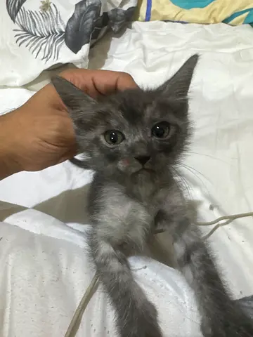 ابوهيل تقاطع هور العنز الحمرية فيلا 67