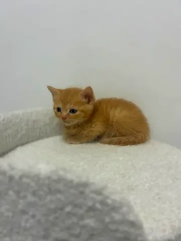 Britishshorthair Young golden kitten available for rehoming