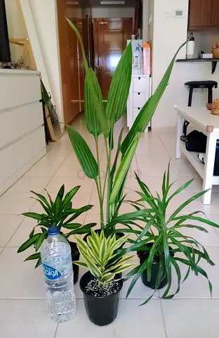 Take all 4 easy to take care  indoor plants Final price , last price , best price  80 dhs only